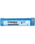 Crataegus oxyacantha 9CH, Boiron - 1t