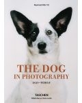Dog in Photography - 1t