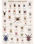 Пъзел Eurographics от 1000 части – Паяци и паякообразни - 2t