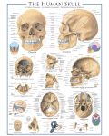 Пъзел Eurographics от 1000 части – Човешки череп - 2t