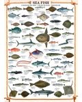 Пъзел Eurographics от 1000 части –  Морска риба - 2t