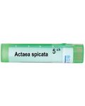 Actaea spicata 5CH, Boiron - 1t