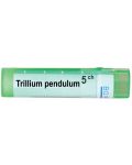 Trillium pendulum 5CH, Boiron - 1t