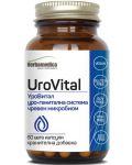 UroVital, 60 капсули, Herbamedica - 1t