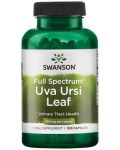 Full Spectrum Uva Ursi Leaf, 450 mg, 100 капсули, Swanson - 1t