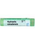 Hydrastis canadensis 5CH, Boiron - 1t