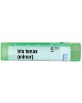 Iris tenax minor 5CH, Boiron - 1t