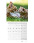 Календар Ackermann - Cats, 2024 - 3t