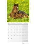Календар Ackermann - Horses, 2024 - 5t