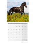 Календар Ackermann - Horses, 2024 - 3t