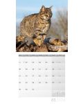 Календар Ackermann - Cats, 2024 - 2t
