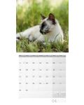 Календар Ackermann - Cats, 2024 - 5t