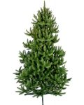 Коледна елха Alpina - Див смърч, 180 cm, Ø 55 cm, зелена - 1t