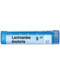 Lachnanthes tinctoria 9CH, Boiron - 1t