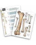 Образователен комплект Buki France - Човешки скелет, 85 cm - 4t