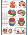 Пъзел Eurographics от 1000 части – Човешкото тяло, Мозък - 2t