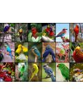 Пъзел Grafika от 1500 части - Най-красивите птици в света - 2t
