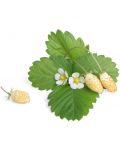 Пълнител Veritable - Lingot, Бели диви ягоди, без ГМО - 2t