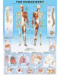 Пъзел Eurographics от 1000 части – Човешкото тяло - 2t