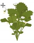 Пълнител Veritable - Lingot, Бели диви ягоди, без ГМО - 3t