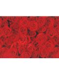 Подаръчна хартия Susy Card - Червени рози, 70 x 200 cm - 1t