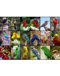 Пъзел Grafika от 1000 части - Колаж с най-красивите птици на света - 2t
