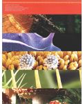 Илюстрована научна енциклопедия Британика: Растения, водорасли и гъби - 4t