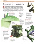 Илюстрована научна енциклопедия Британика: Растения, водорасли и гъби - 8t