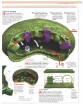Илюстрована научна енциклопедия Британика: Растения, водорасли и гъби - 9t