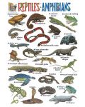 Reptiles & Amphibians (табло) - 1t