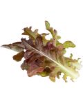 Семена Click and Grow - Червена маруля Дъбов лист, 3 пълнителя - 1t