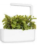 Смарт саксия Click and Grow - Smart Garden 3, 8W, бяла - 6t