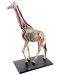 Сглобяем модел на жираф Revell - Giraffe Anatomy Model (02094) - 2t