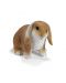 Фигурка Schleich от серията Малки домашни животни: Зайче Джудже - клепоухо - 1t