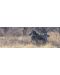 Панорамен пъзел Heye от 1000 части - Зебри, Александър фон Хумболт - 2t