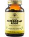 Astragalus Root, 100 растителни капсули, Solgar - 1t