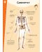 Атлас на човешкото тяло (включва стикери + плакат) - 2t