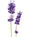 Bilka Lavender&Hyaluron Хидратираща емулсия за тяло, 350 ml - 2t