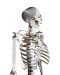 Build Your Own Human Skeleton - Life Size! - 2t