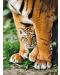 Пъзел Clementoni от 500 части - Бебе бенгалски тигър между лапите на майка си - 2t