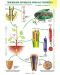 Жизнени процеси при растенията - Кръвоносна система (табло) - 1t