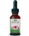 Echinacea Purpurea Herb, 500 mg, 30 ml, Nature's Way - 1t