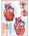 Пъзел Eurographics от 1000 части – Човешкото тяло, Сърце - 2t
