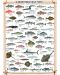 Пъзел Eurographics от 1000 части – Риба в Средиземноморието - 2t