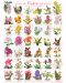 Пъзел Eurographics от 1000 части – Орхидеи - 2t