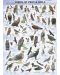 Пъзел Eurographics от 1000 части –  Грабливи птици и сови - 2t