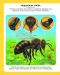 Енциклопедия на малките животни (Пан) - ново издание - 2t