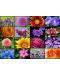 Пъзел Grafika от 1000 части - Колаж от пролетни цветя - 2t