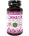 Echinacea, 400 mg, 30 капсули, Cvetita Herbal - 1t