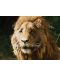 Хрониките на Нарния: Лъвът, вещицата и дрешникът (Blu-Ray) - 8t